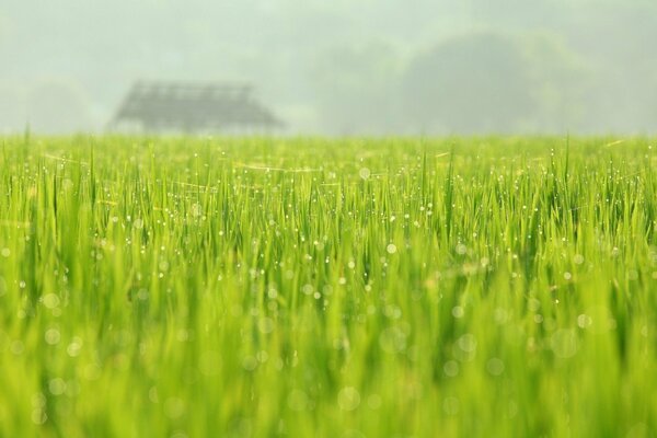 Les verts de mai sont les plus juteux