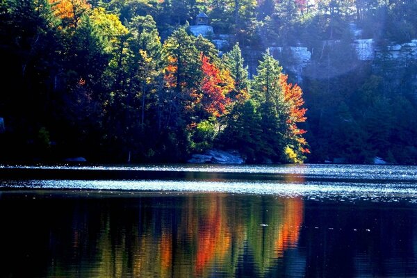 Foresta autunnale vicino al lago in montagna