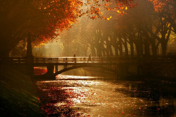 Дюссельдорф, королевская аллея среди деревьев мост