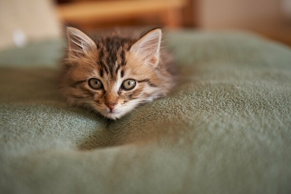 A kitten with a pretty face is lying on the bedspread