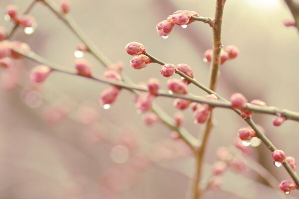 Der Frühling ist rot und die Knospen sind geschwollen