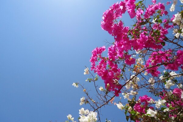 Ramas de cerezo en flor contra el cielo azul