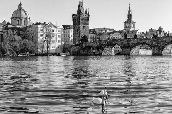 Black and white photo of two swans on the background of Prague