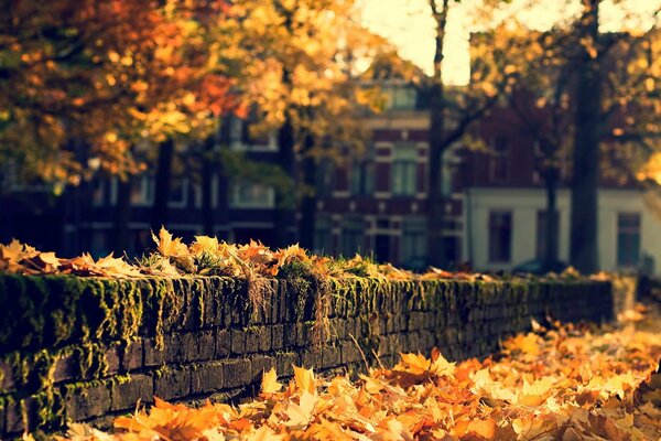 Autumn street, yellow leaves