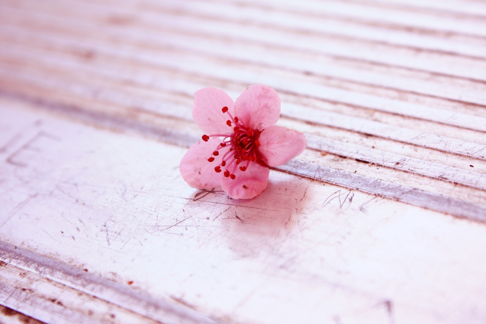 pink flower spring