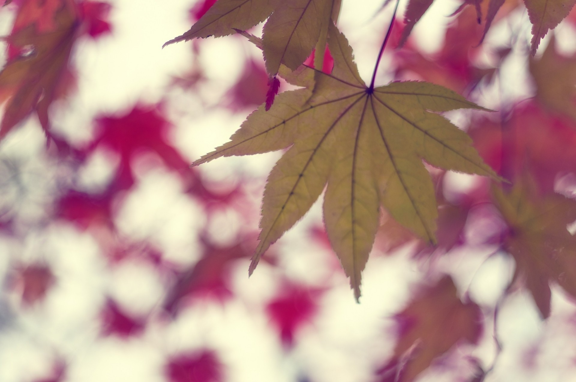 herbst baum blatt ahorn