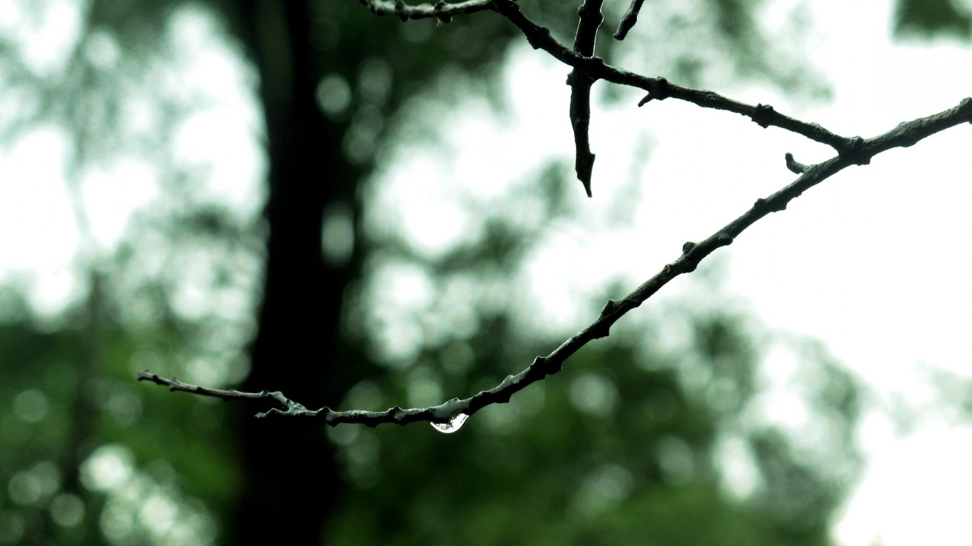 cae lluvia árbol