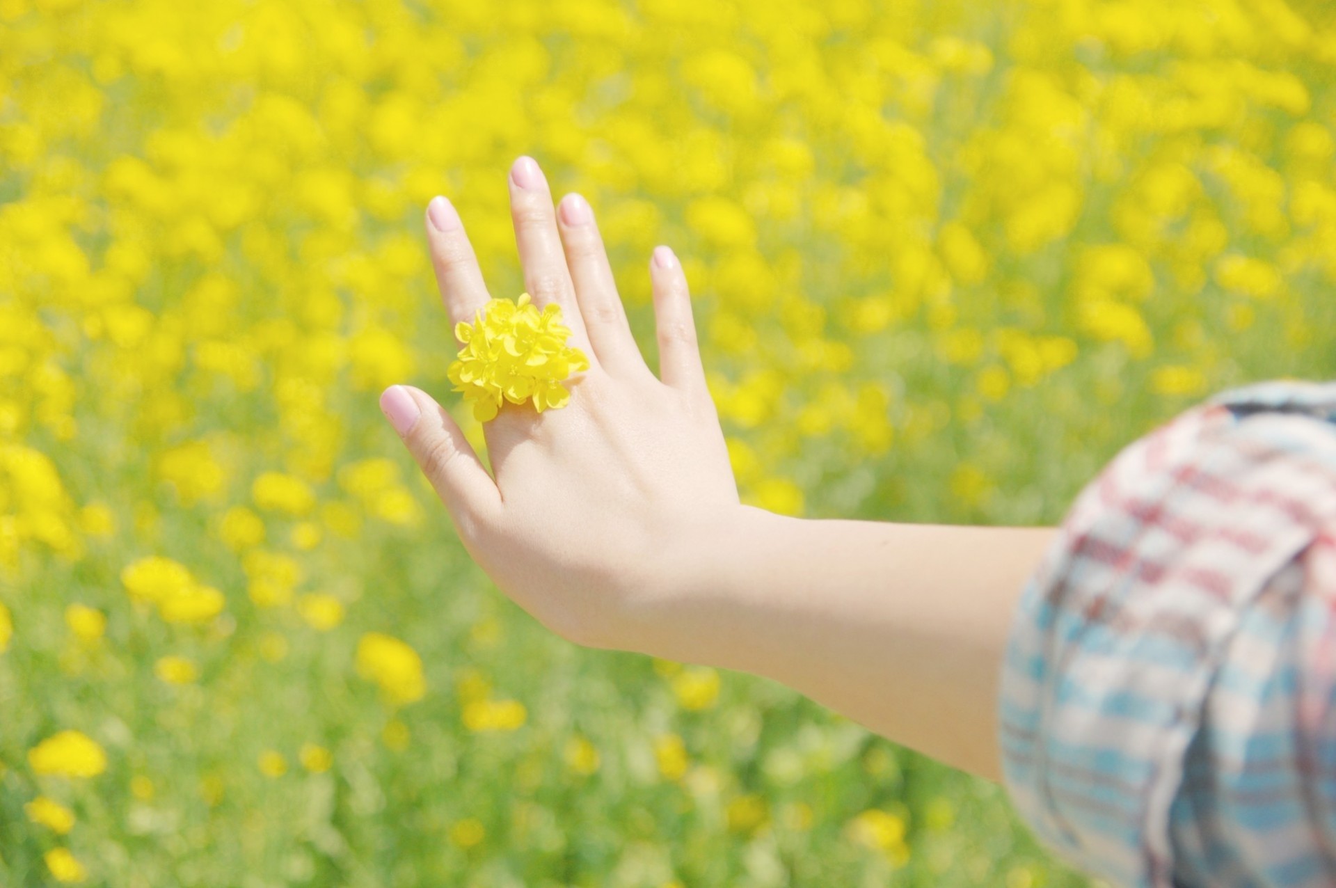 amarillo flor bólido primavera mano