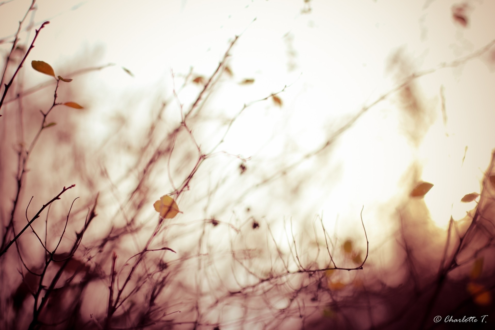 herbst sepia