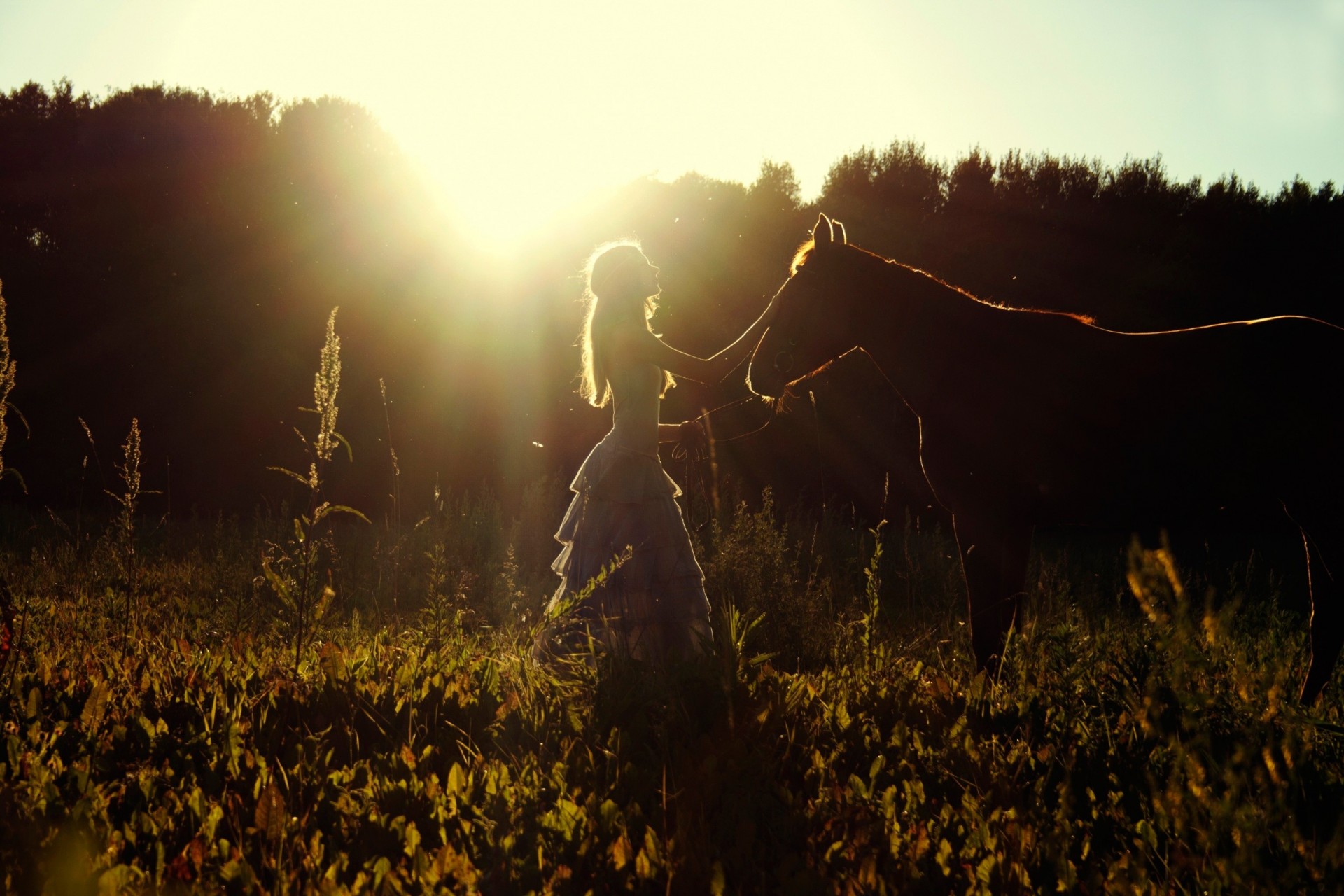 sonne sommer pferd mädchen feld