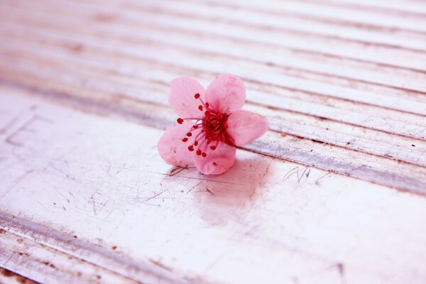 Primera flor rosa de primavera