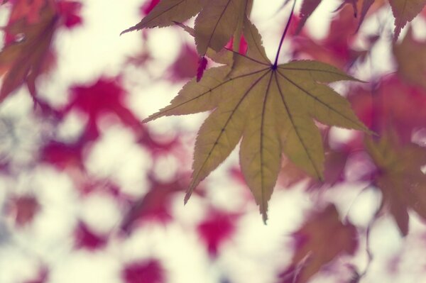 Bunte Herbstzeit des Jahres