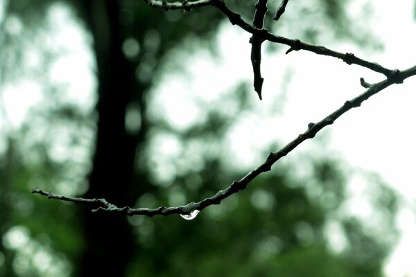 Une goutte de pluie pend d une branche d arbre