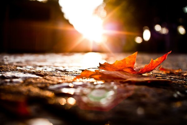 A maple leaf on the road in the rays of the setting sun