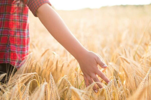 The child goes and touches the spikelets of growing wheat with his hands