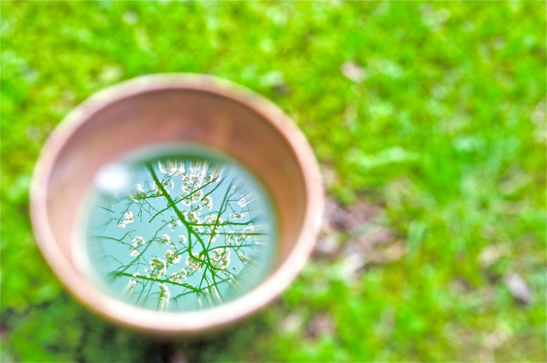 copa reflexión primavera árbol