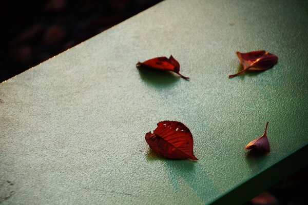 Autumn leaves on gray concrete