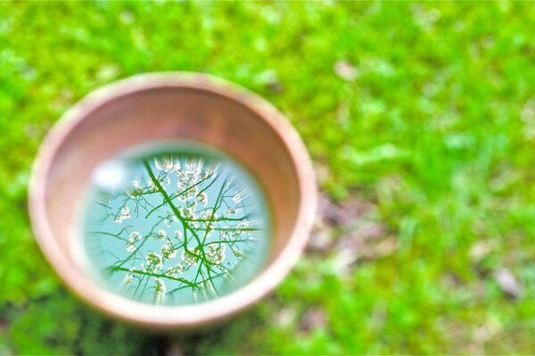 Reflection of the blossoming branches of trees in spring