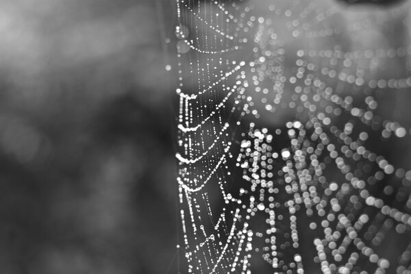 A web in black and white light