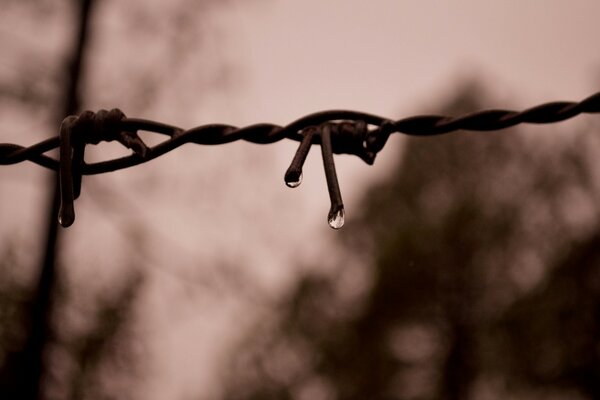 Barbed wire in the rain