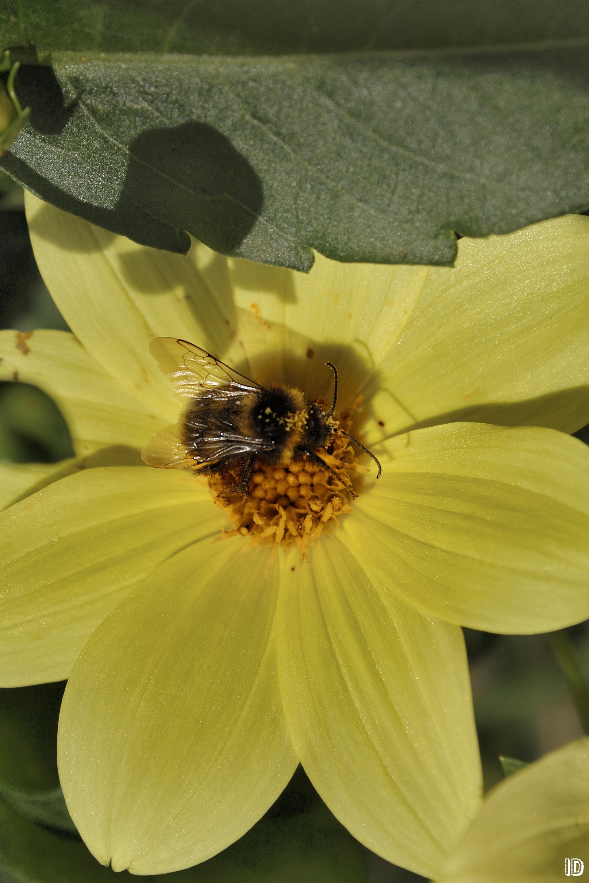 blumen tiere natur makro kviti vieh lito komahi honig marmelade peleliken