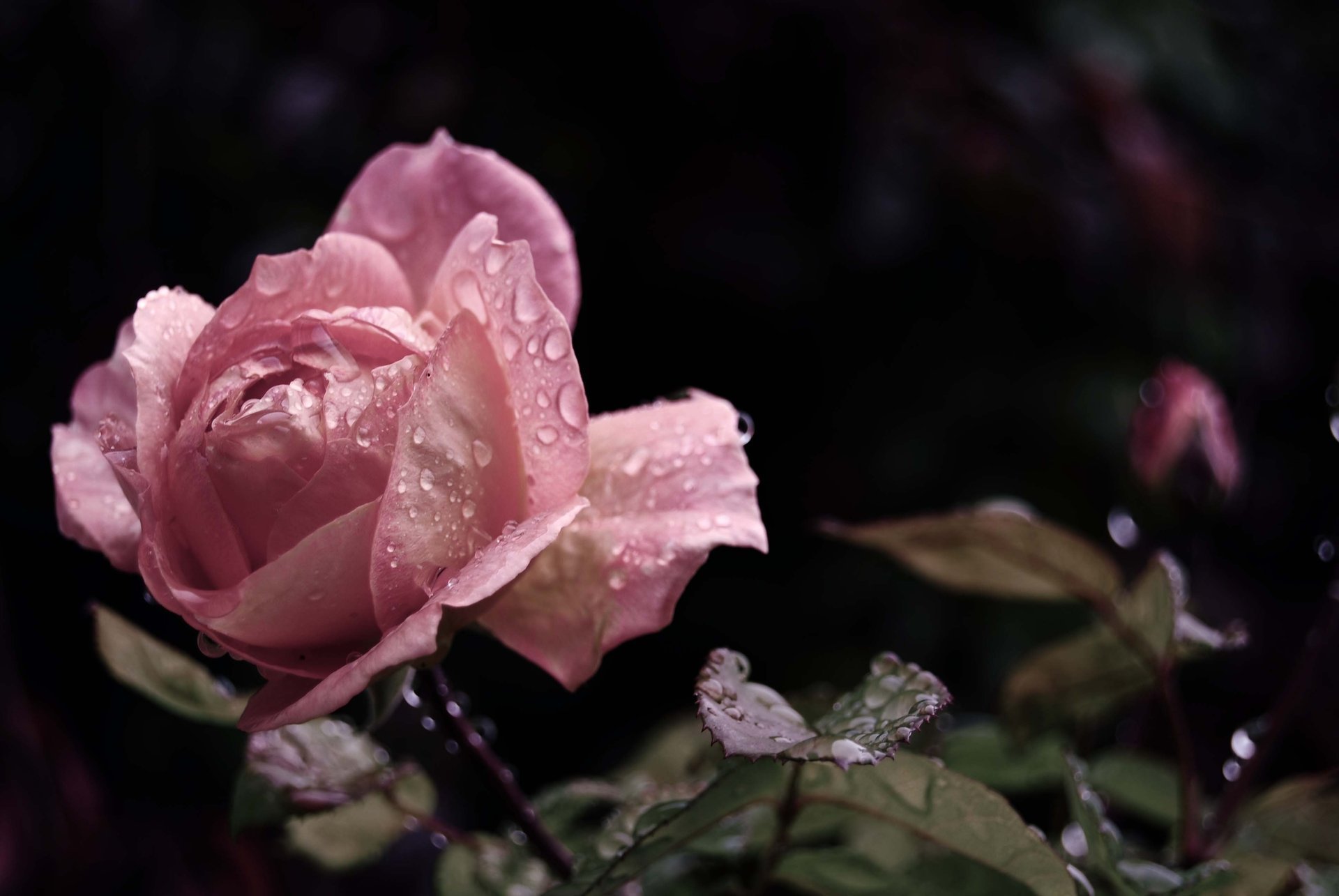 rose tropfen knospe rosa blätter blume blütenblätter