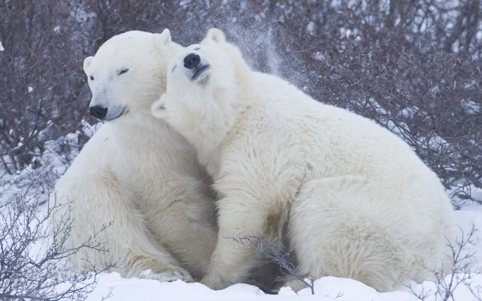 white snow bear