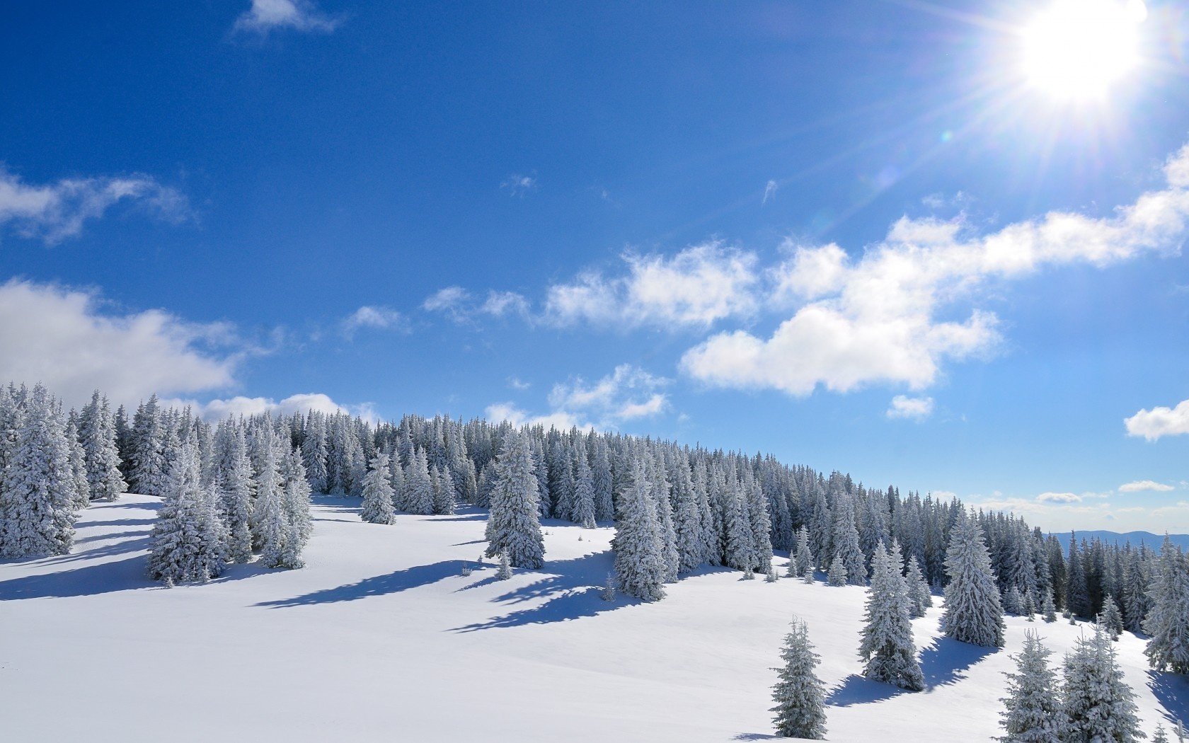 neve foresta sole inverno alberi