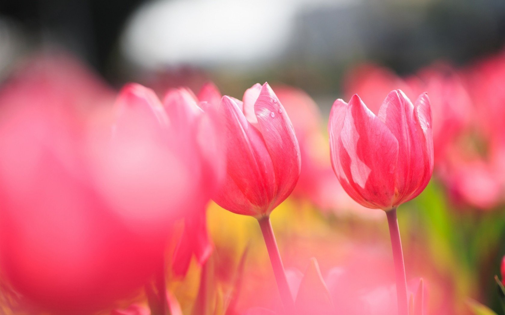 sonnig tulpen feld rosa