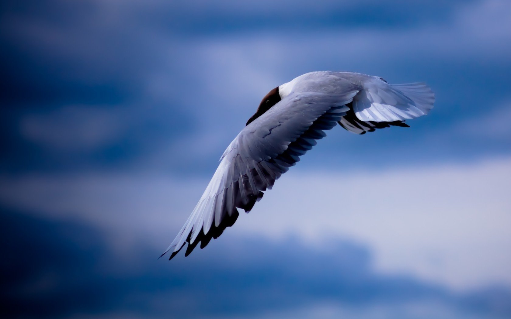 ciel vol mouette oiseau