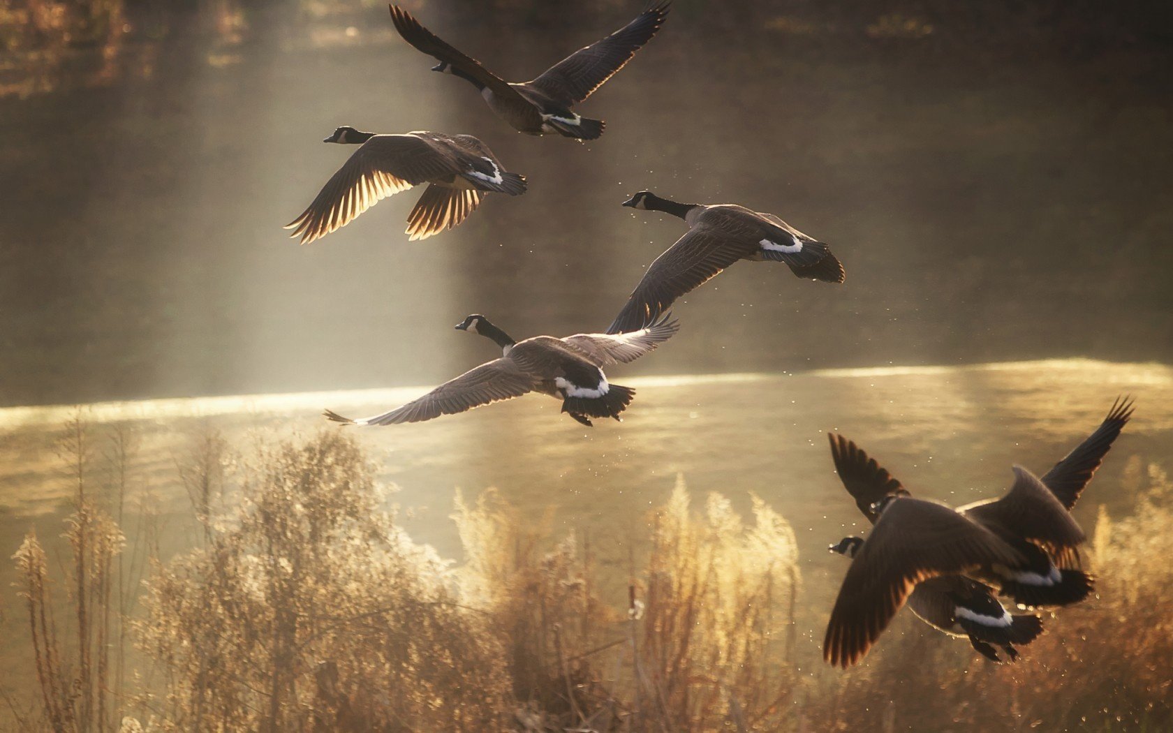 aves río patos estanque lago