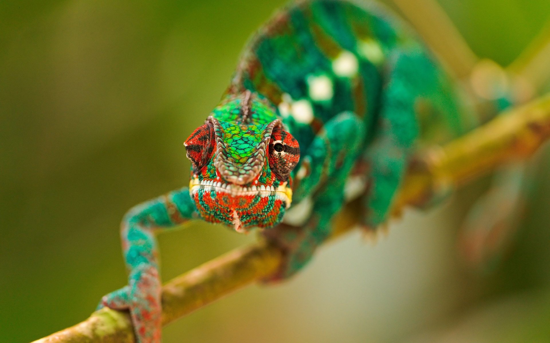 caméléon branche yeux vert