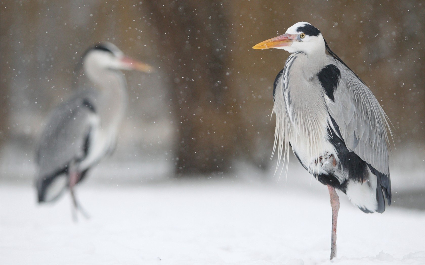 nieve garza aves invierno