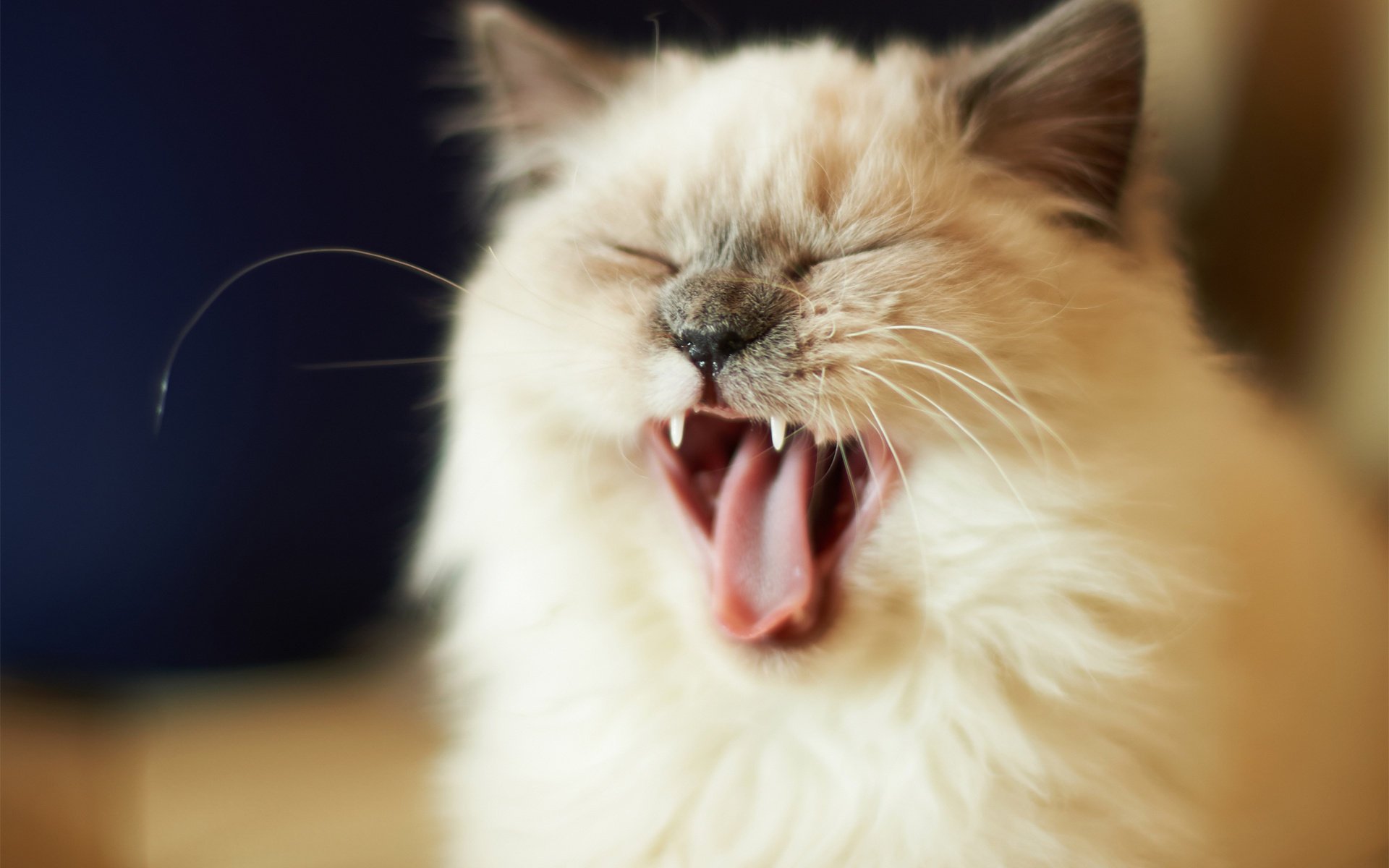 mustache mouth cat face fur yawn