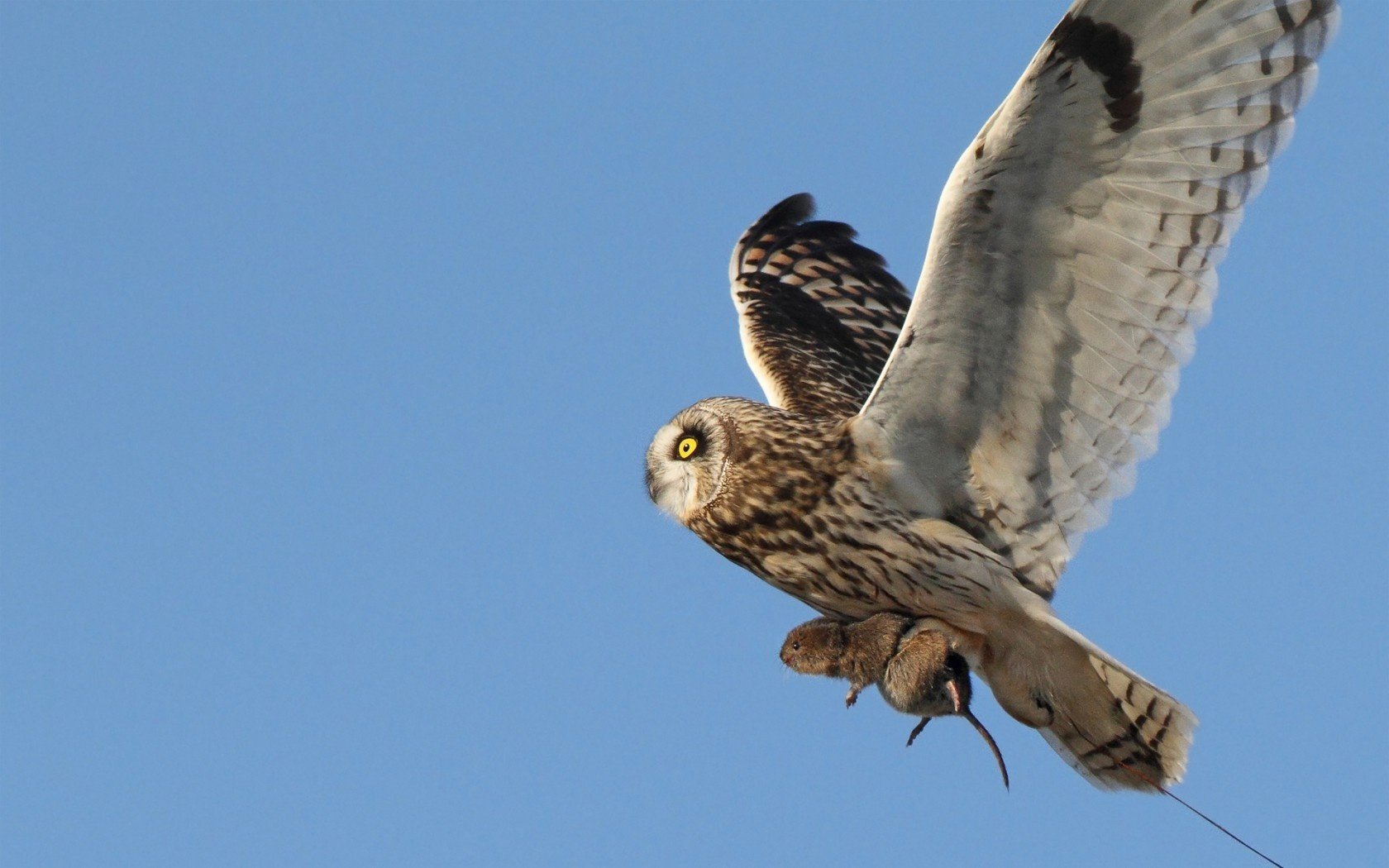 eule essen beute vogel nagetier jagd