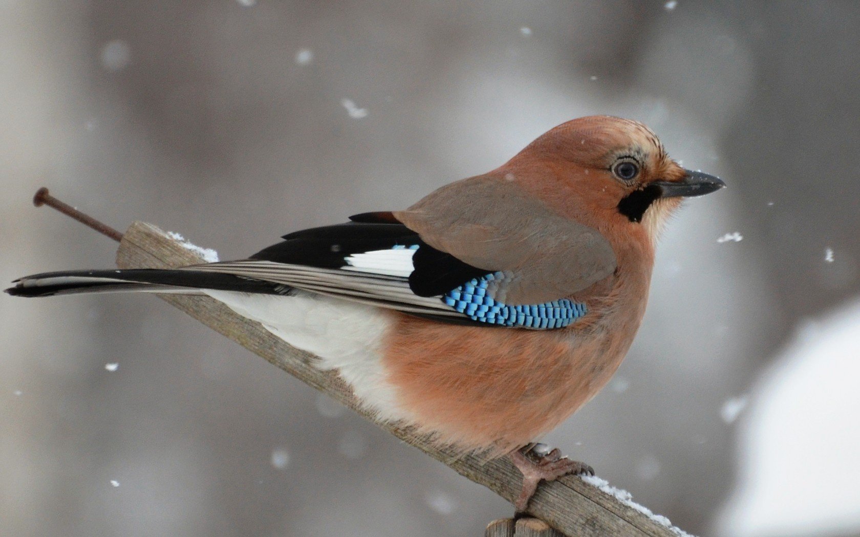 querbalken eichelhäher winter vogel schnee