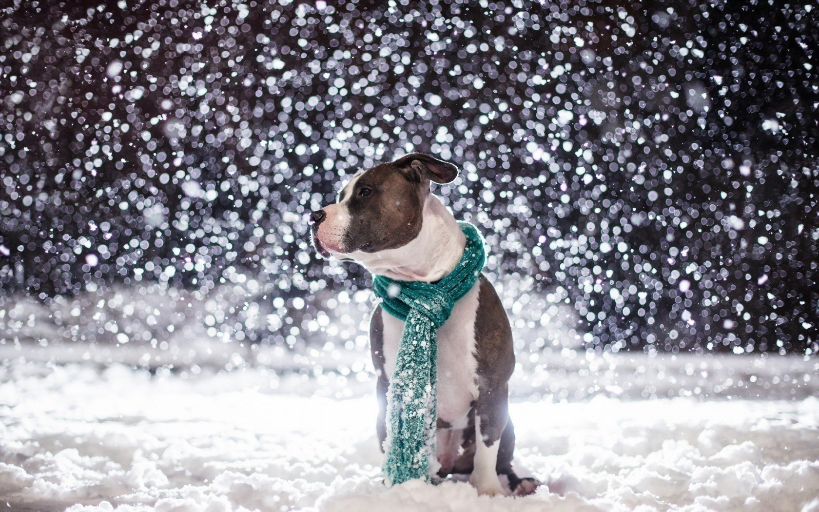 amico neve cane