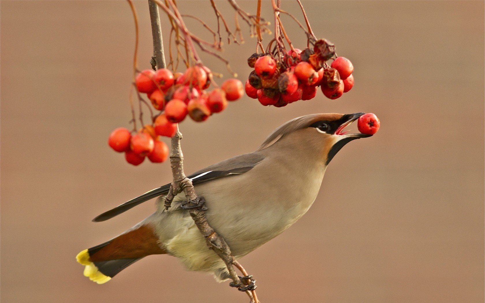 hintergrund beeren pfeife vogel zweig