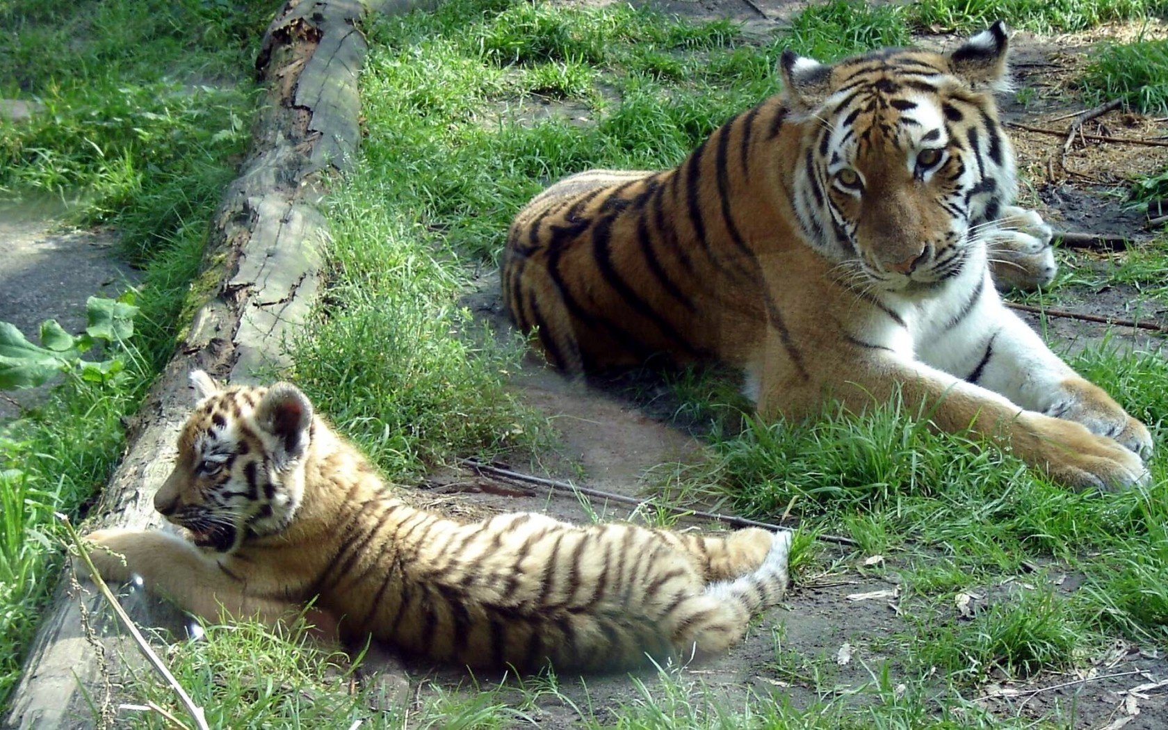 tygrysy amurskie panthera tigris altaica siberian tiger