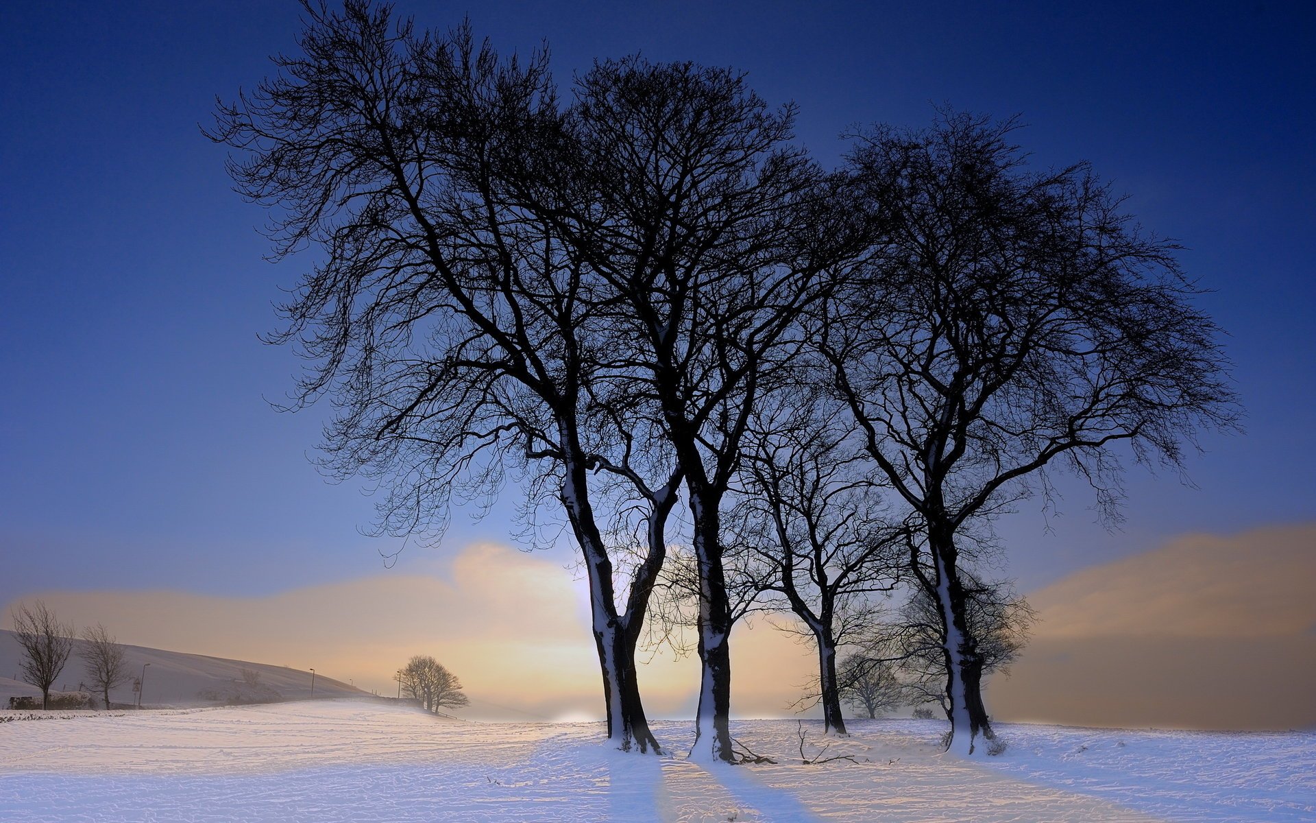 hiver paysage arbres