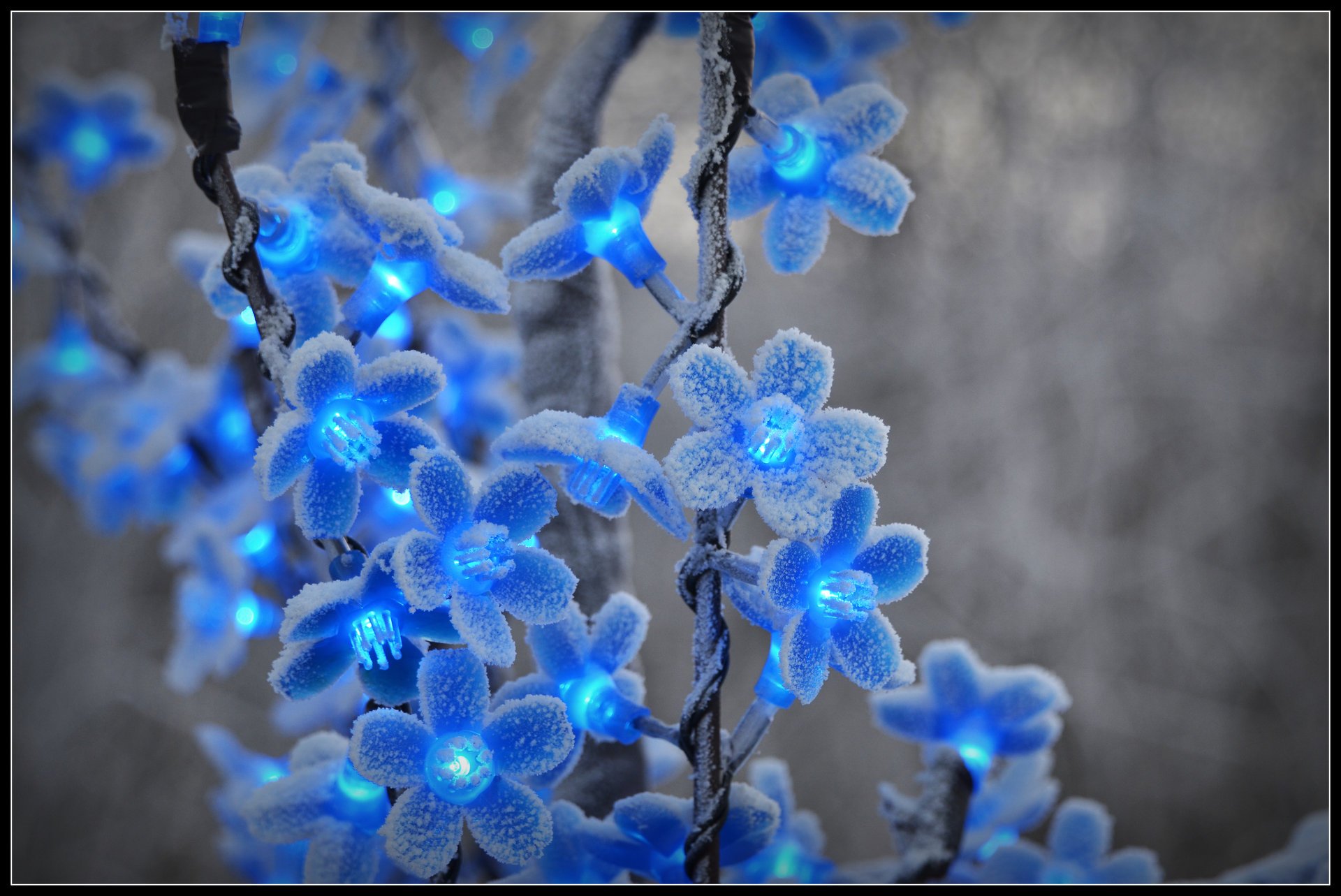 fleurs gel hiver neige lanternes