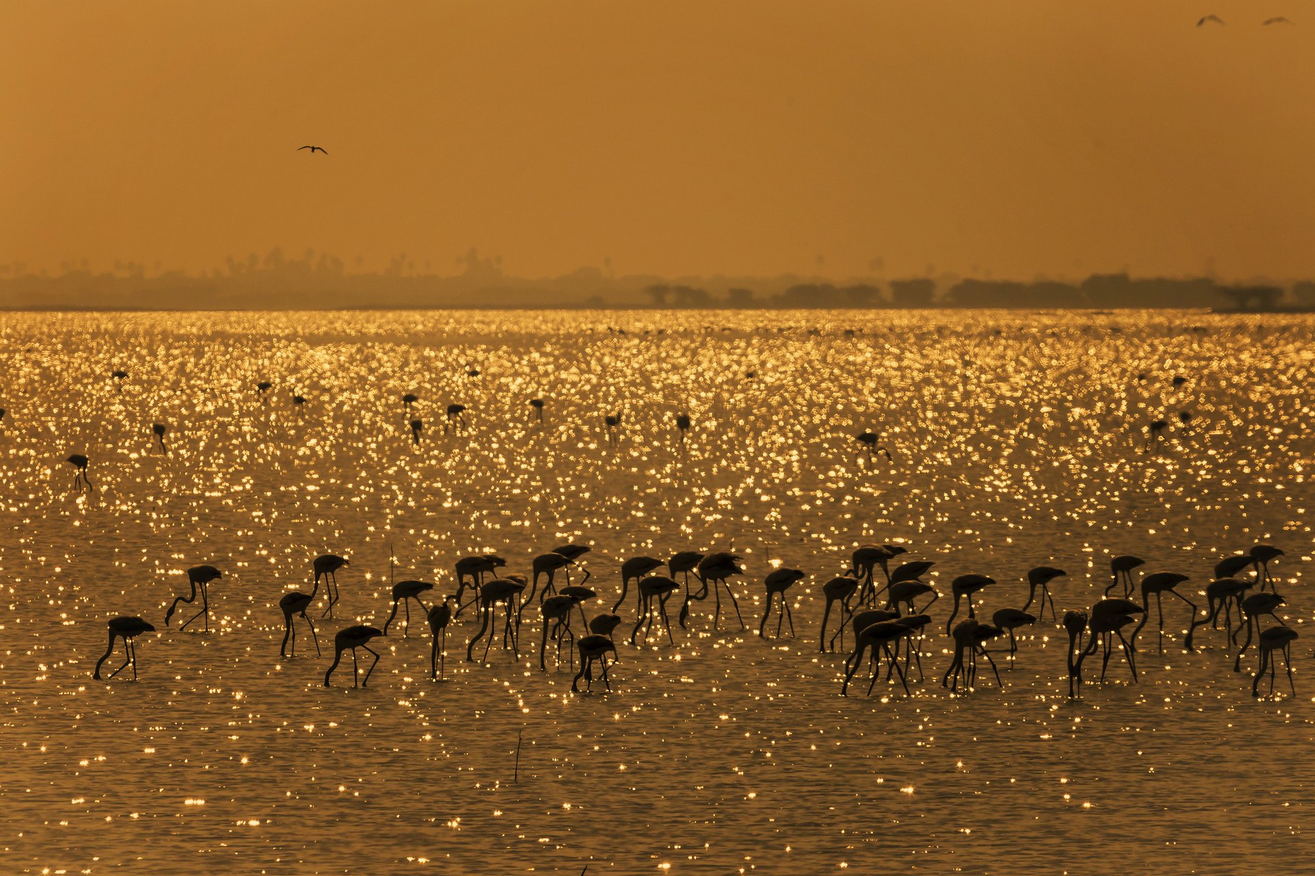 pulicat india lake birds flamingo