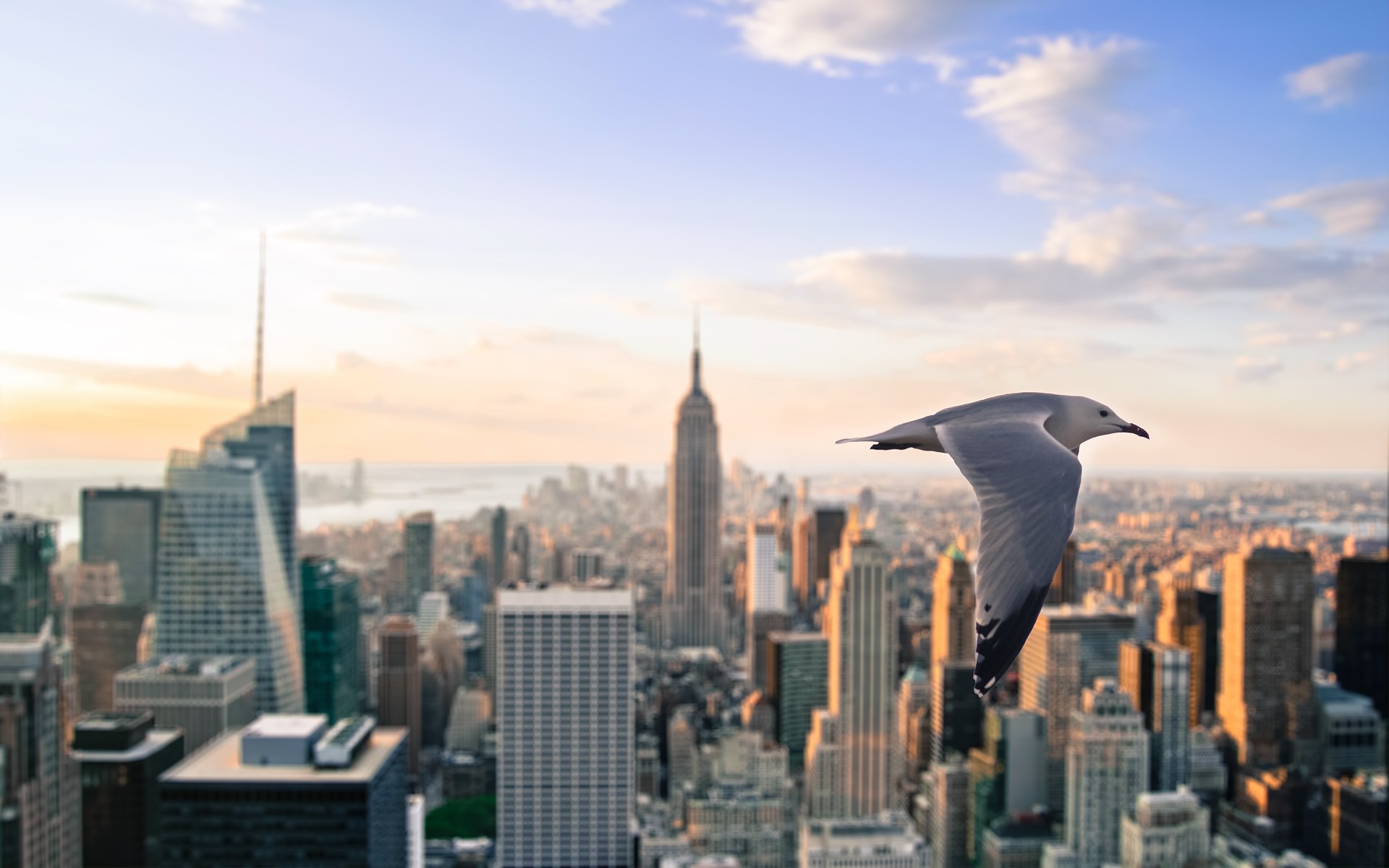 new york city seagull skyscraper