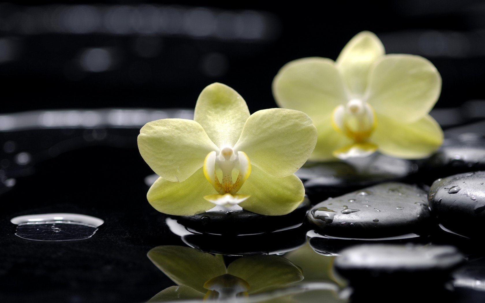 flores amarillo phalaenopsis orquídeas piedras plana