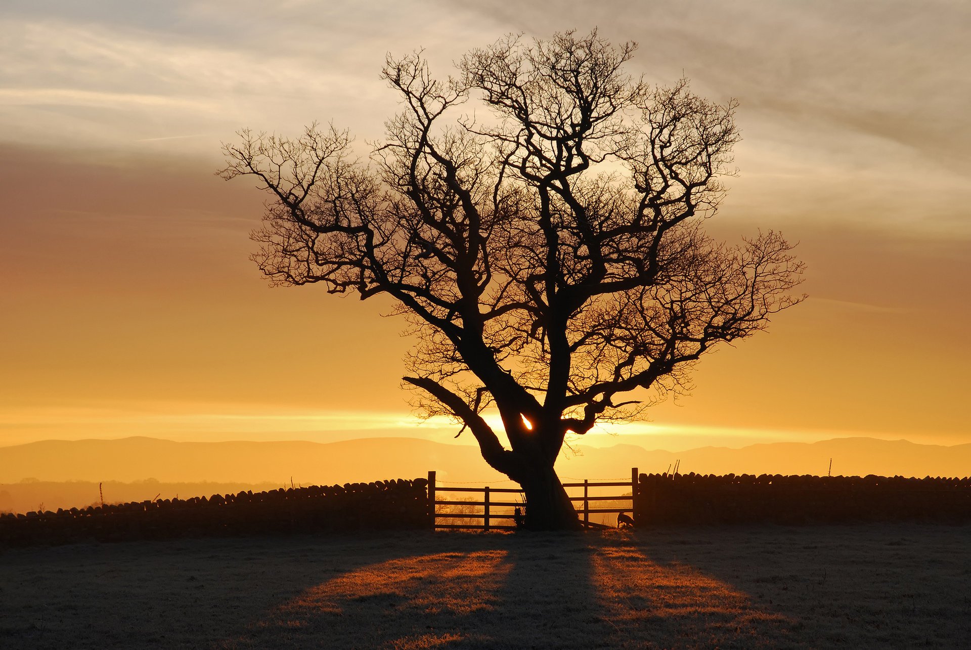 eden valley sunset tree the sun england