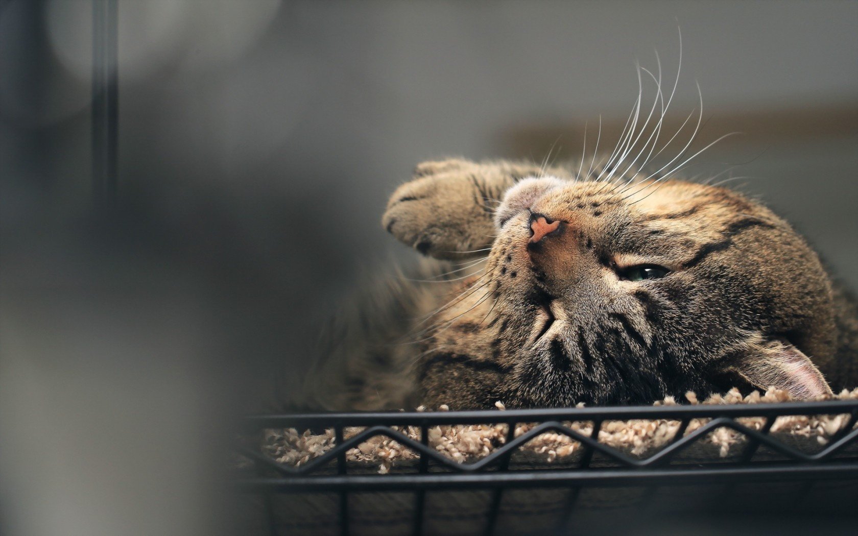 haus katze hintergrund