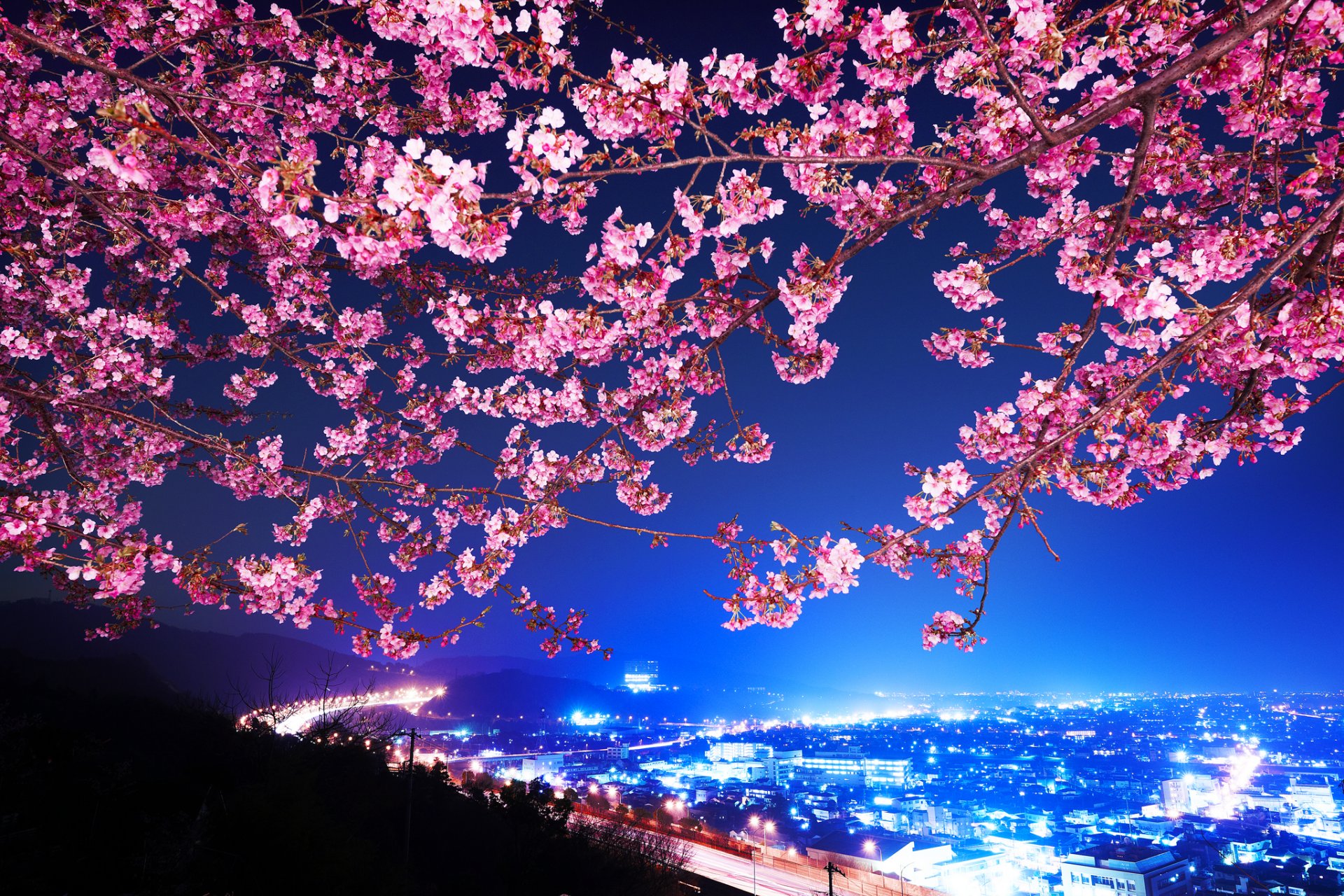 hin mimura japan sakura cherry blossoms highway night city