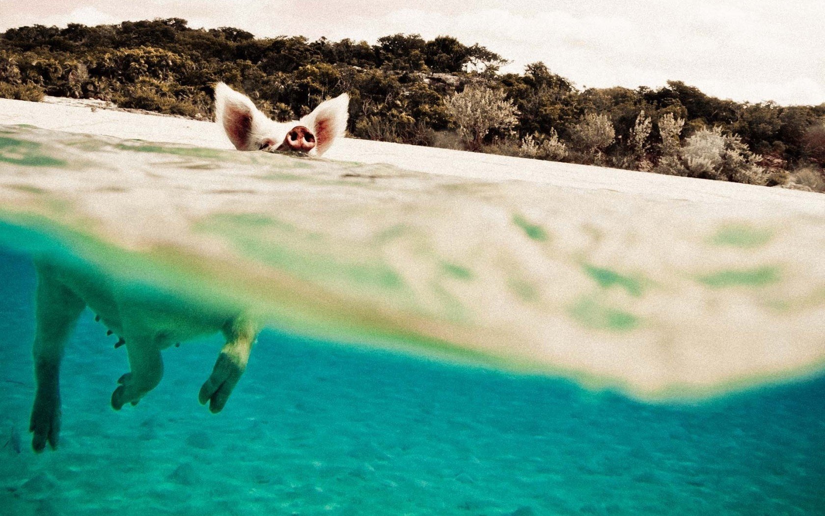 cochon cochon dans l eau cochon-cochon