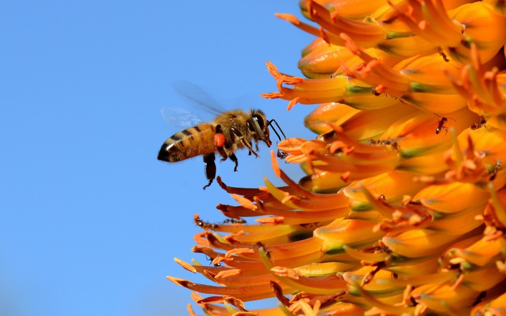 abeja flor insecto cielo