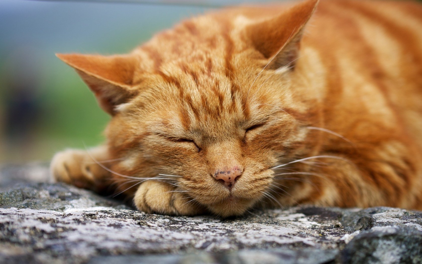 durmiendo gato macro pelirroja cara